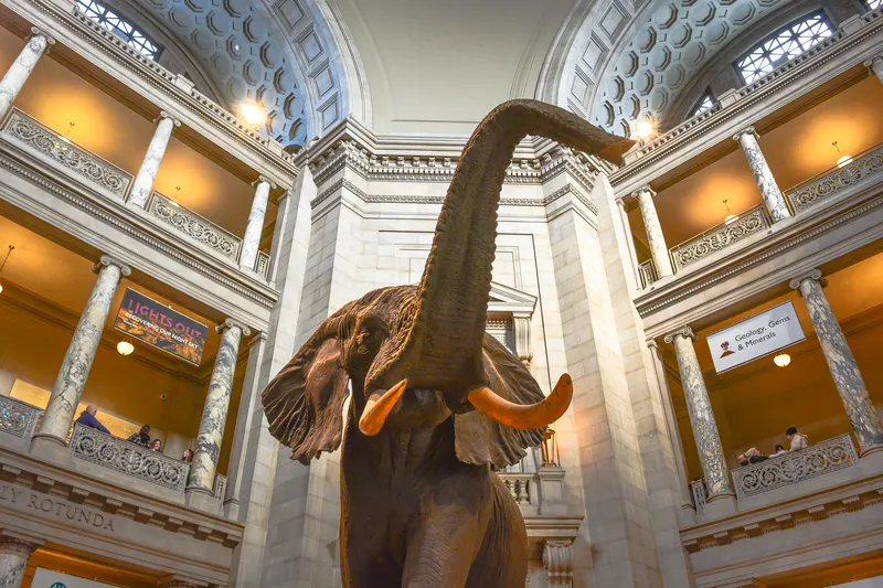 The African bush elephant at the centre of the National Museum of Natural History rotunda