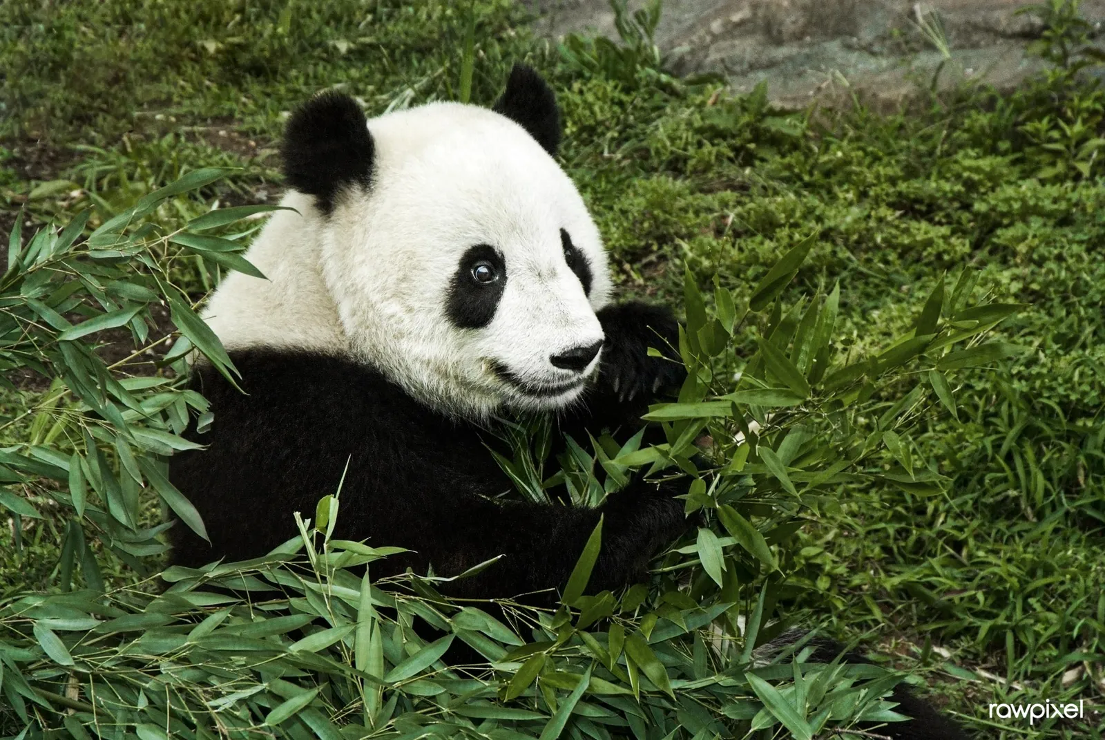 A giant panda at the Smithsonian's National Zoo