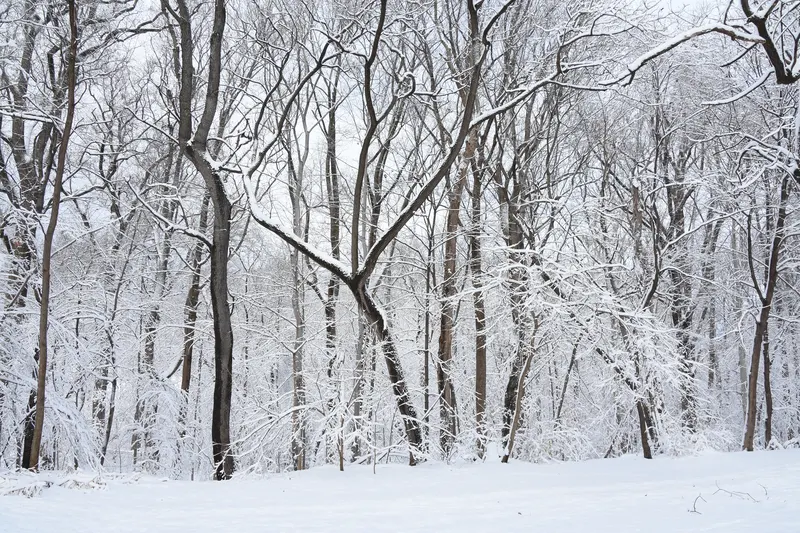 A snowy forest trail in Rock Creek Park