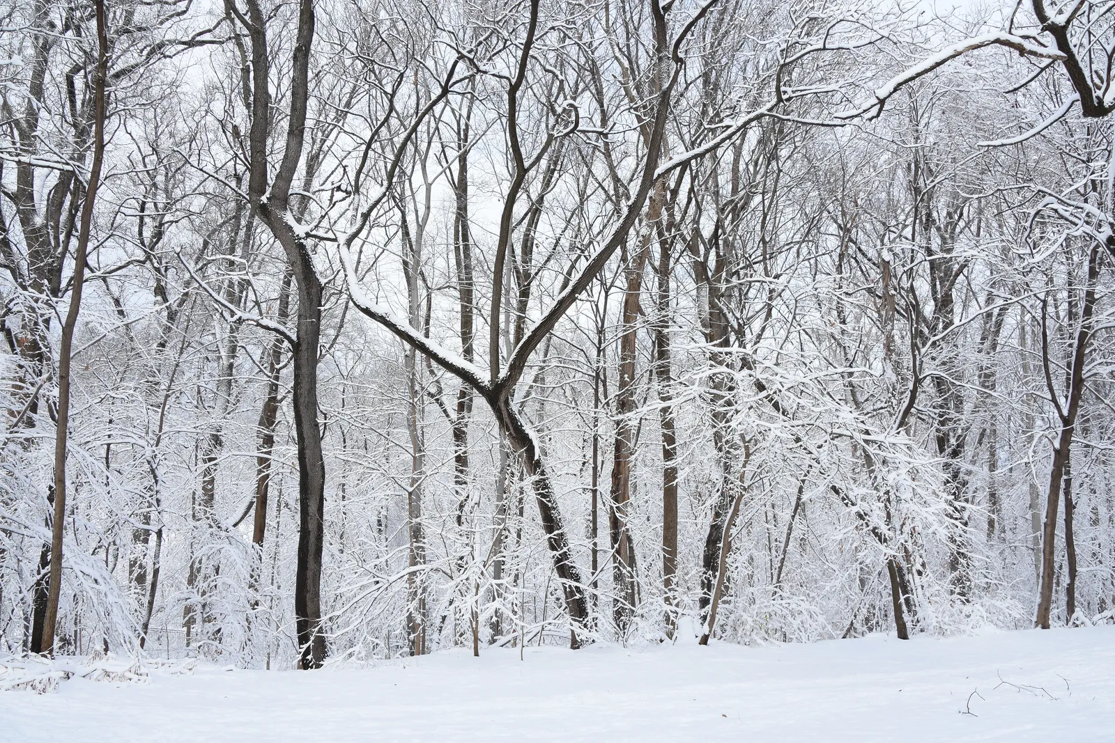 A snowy forest trail in Rock Creek Park