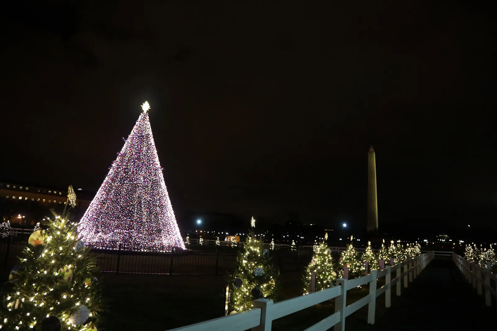 The lit National Christmas Tree ringed by smaller state trees on the Ellipse, the floodlit Washington Monument behind, on a winter evening in Washington, D.C.